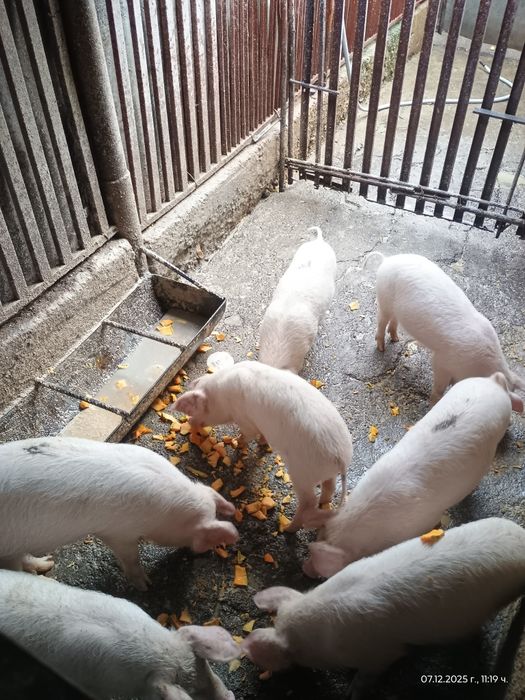 Малки   Прасенца