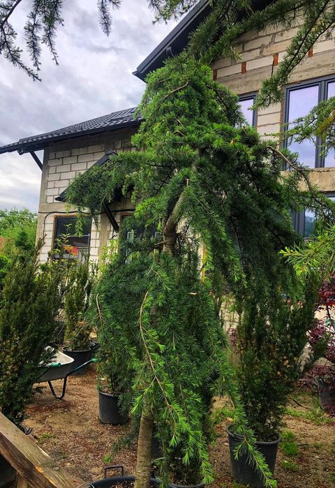 Tuia smaragd ( thuja ) columnaris, leylandii, brabant, tei, mesteacan.