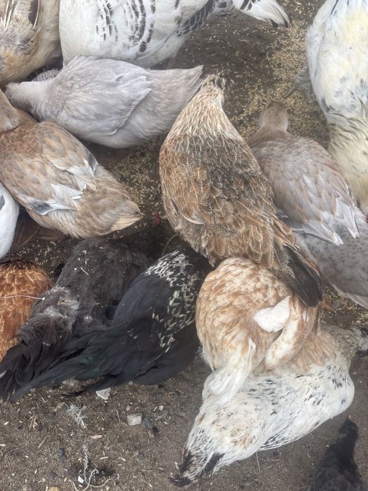 Продам домашних курочек, имеется доставка