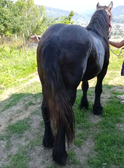 Cal castrat de vanzare