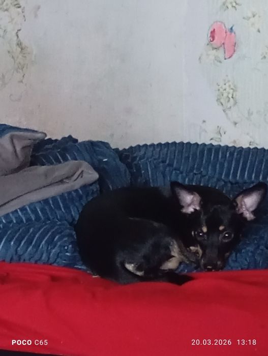 Пристраивается срочно пнчер