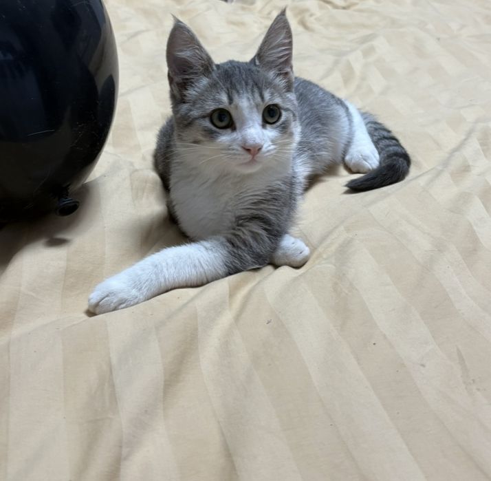 Отдам кота бесплатно.