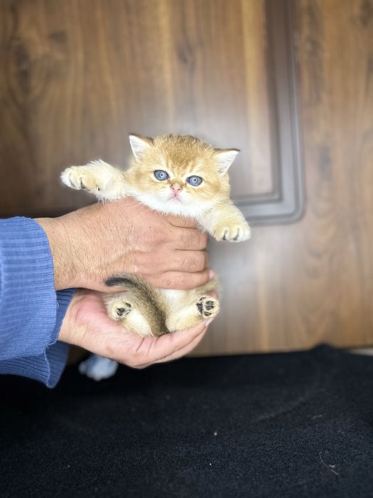 Золотая шиншилла