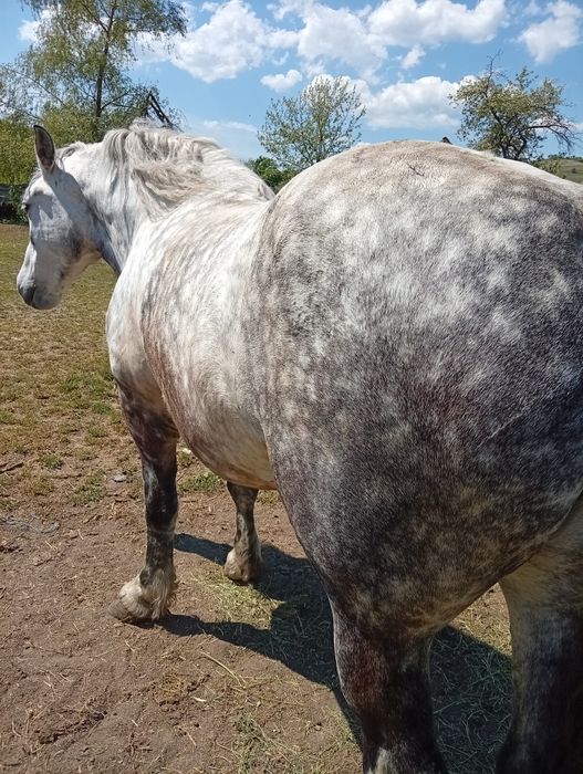 Vând iapa de 5 ani garantată