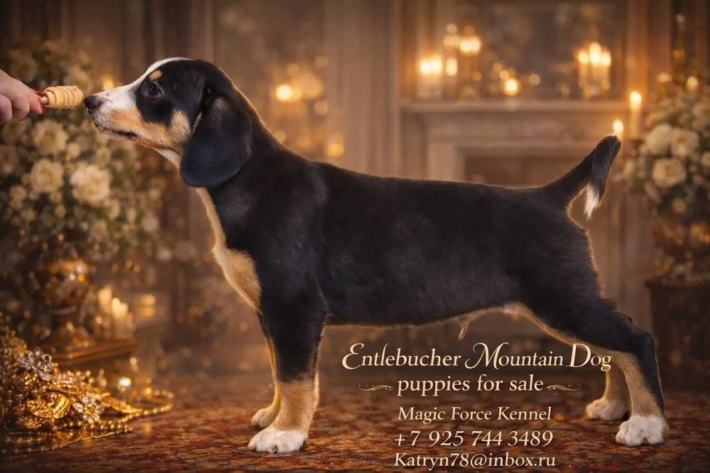 Энтлебухер зененхунд