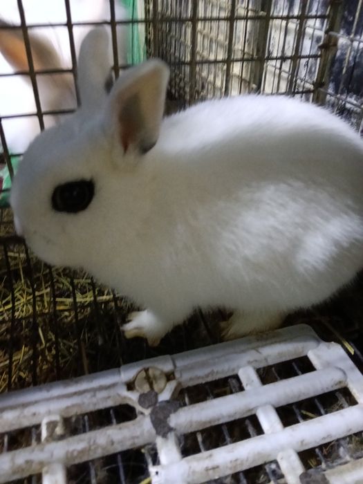 IEPURASI  Pitici De Vânzare