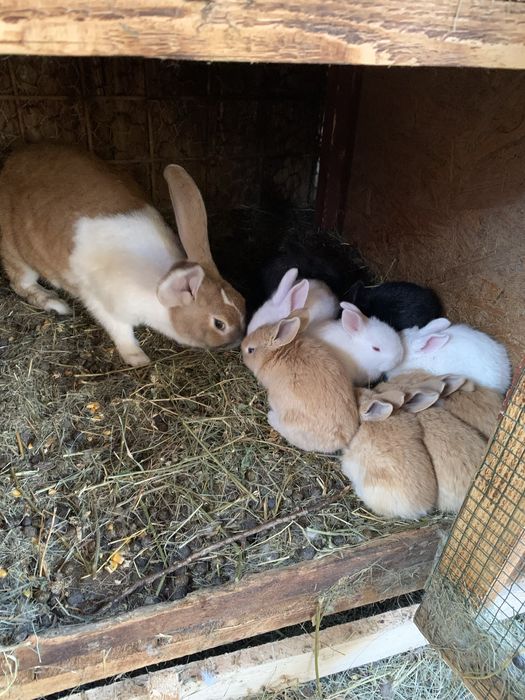 Iepuri/ pui de Hycole Francez