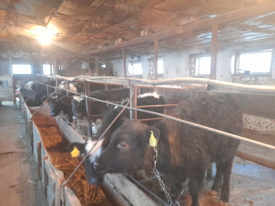 Продаются бычки на откорм