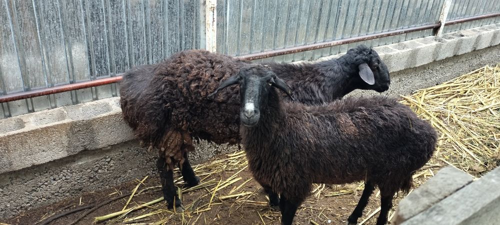 280000.Продам баранов токты