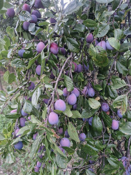 Vand prune  de vara