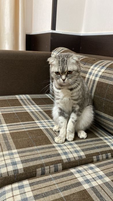 Вислоухая британская кошка возраст 5-6 месяцев ищет заботливую семью