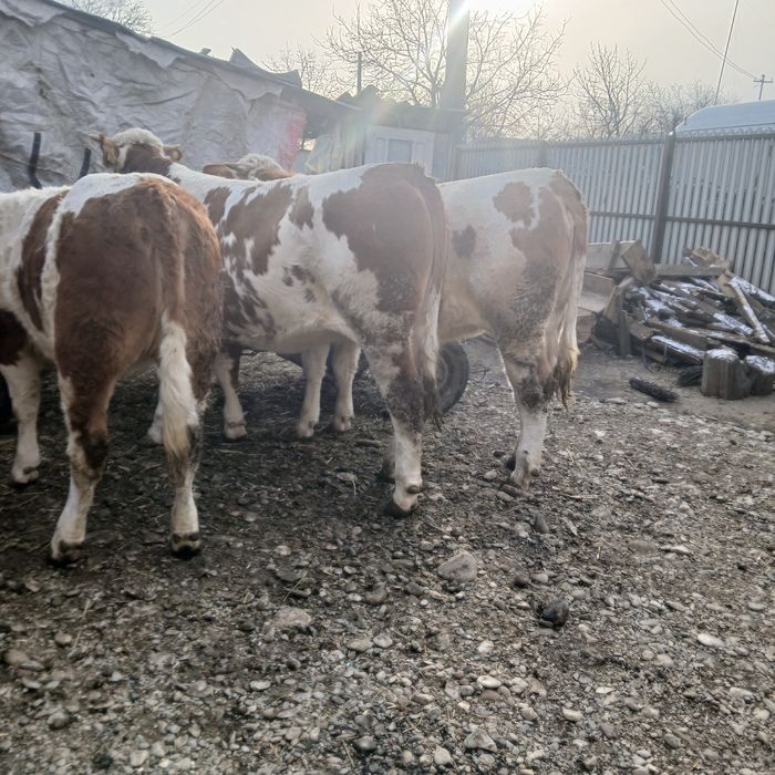 Vand 3 vitele  baltata romaneasca