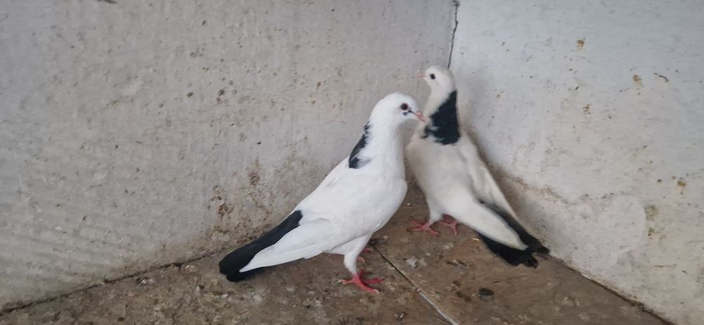 шеики молоды разные