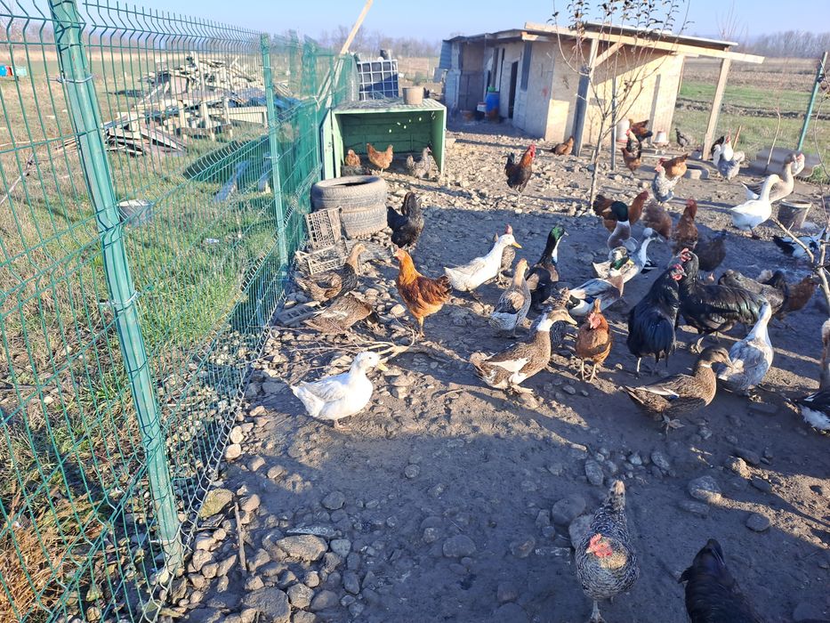 Vând rațe și 2 gâște