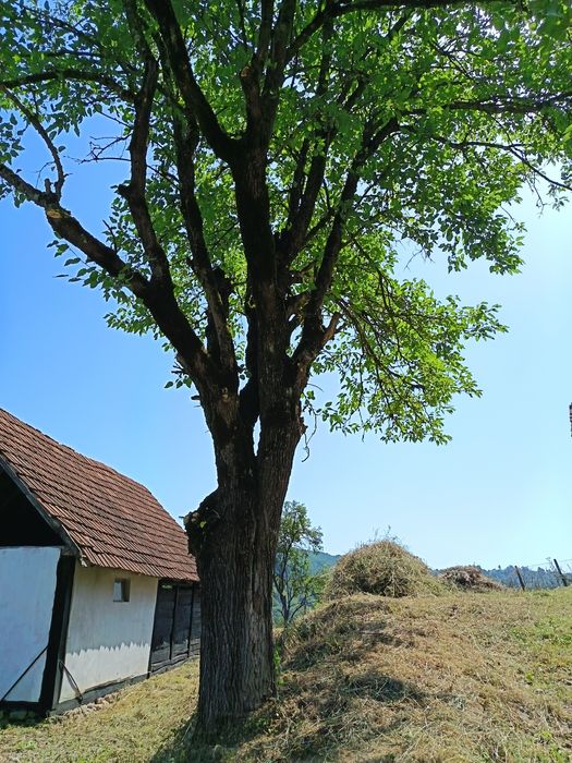 Preturi mici la defrișări,toaletat copaci, cosit,curățat terenuri, gos