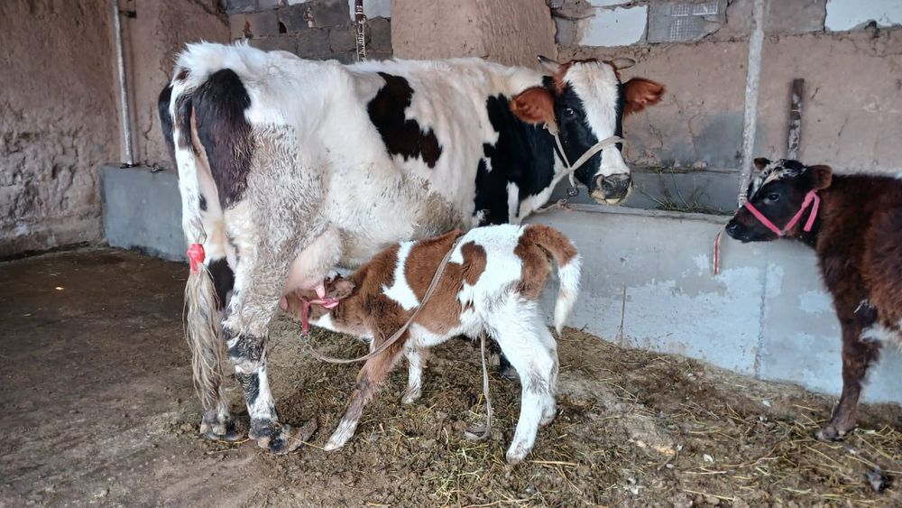 Бұзаулы сиыр сатылады Туркестан қаласы