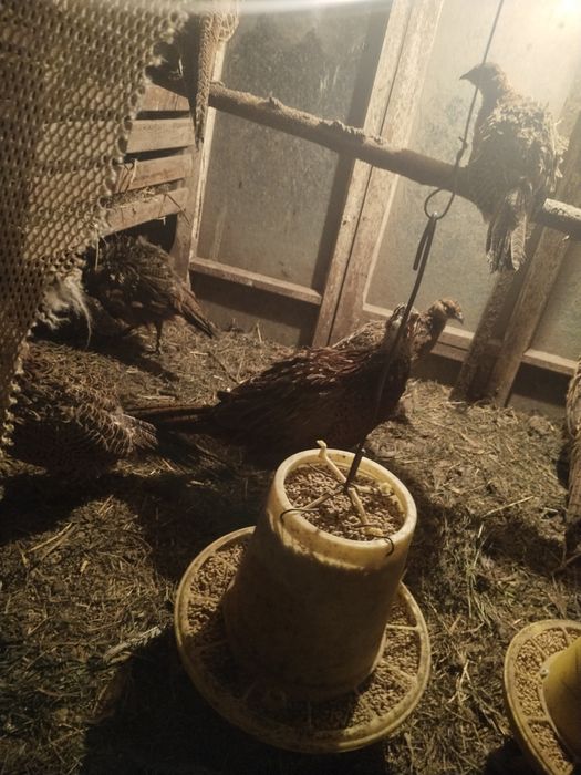 Продам фазанов .