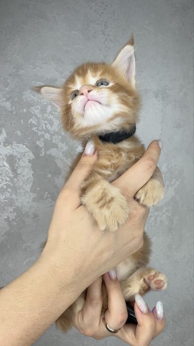 Мейн кун котята продажа