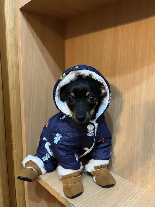 Той терьер