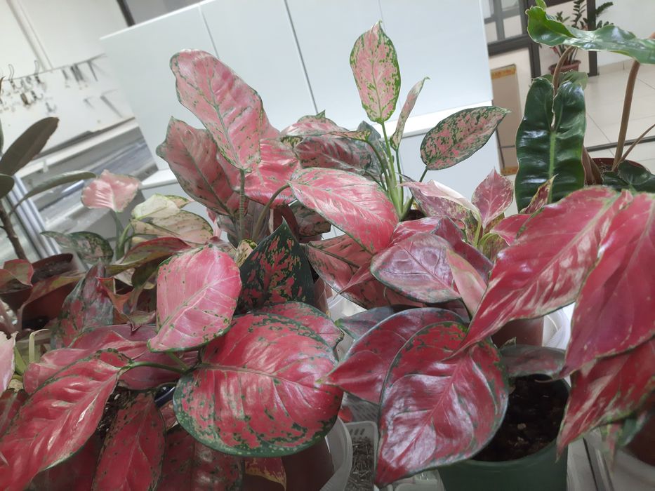 Продам цветы Аглаонемы