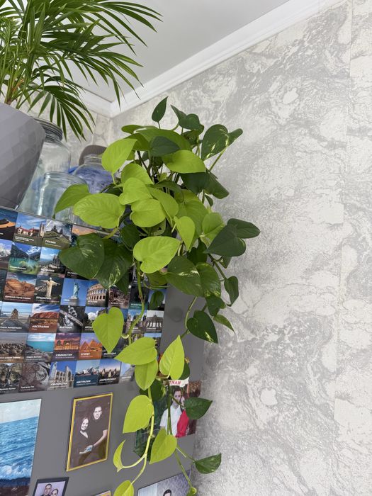 Отроски эпипремнума