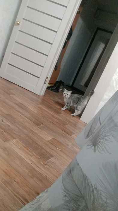 Здравствуйте ищем нивесту