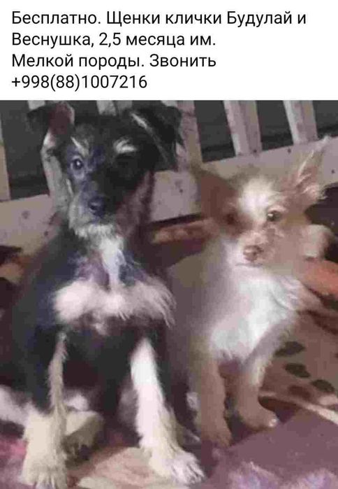 Бесплатно отдам котята, щенки.