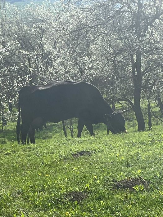Vaca buna de lapte