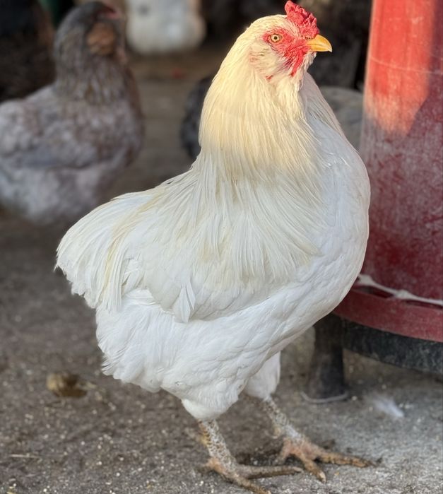 Vând ouă de incubat araucana