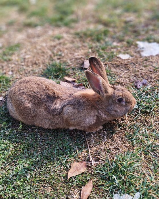 куён зотли тур кролик страгач