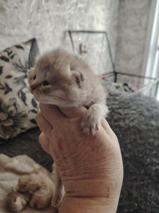 Шотландские Малыши.  На бронь .