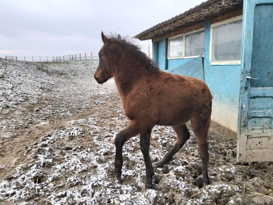 Vând manz de 4 luni