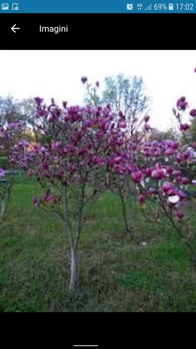 Plante ornamnetale
