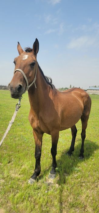 От сотилади бия ювош согдиради миндиради!