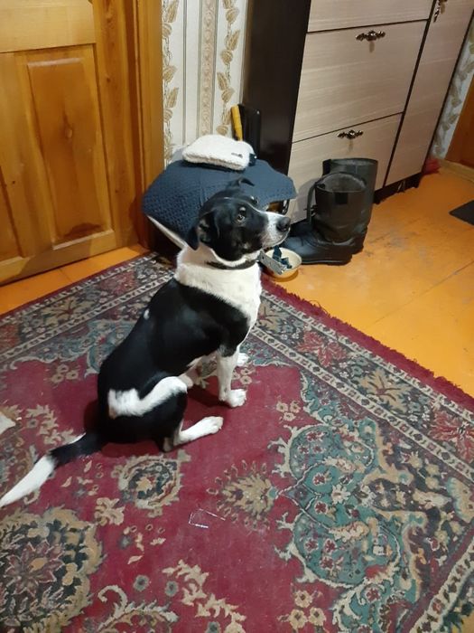 Отдам в добрые руки собаку