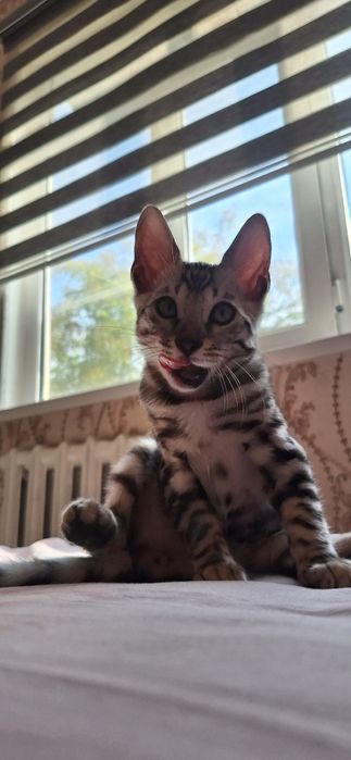 Бенгальские котята