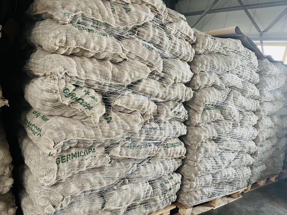 Семена картофи френски, клас А, посадъчен материал