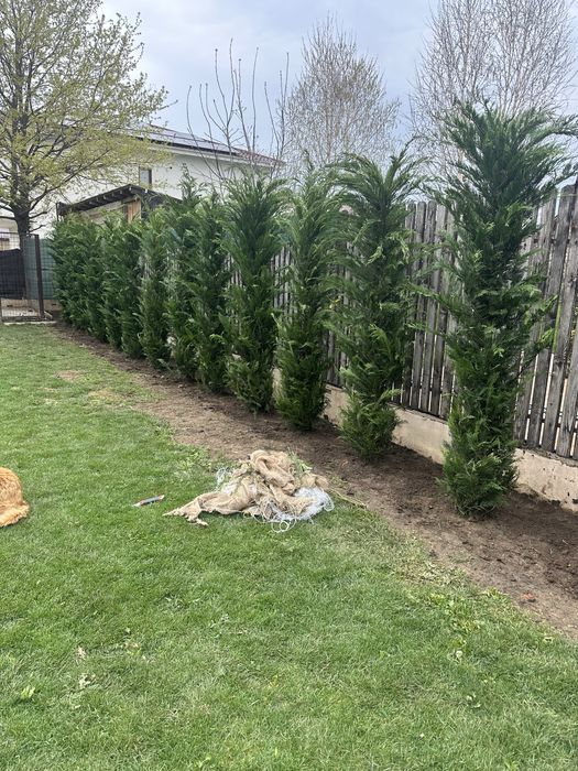 Leylandii chiparos ( Gard viu )