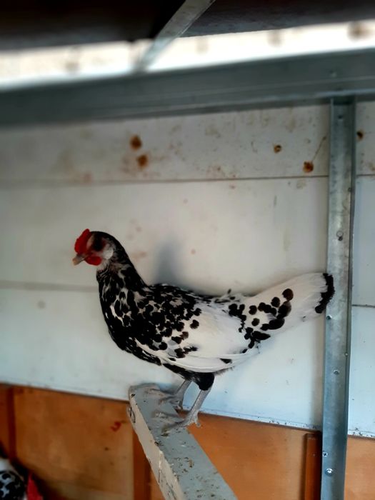 Гамбурский жумуртқа