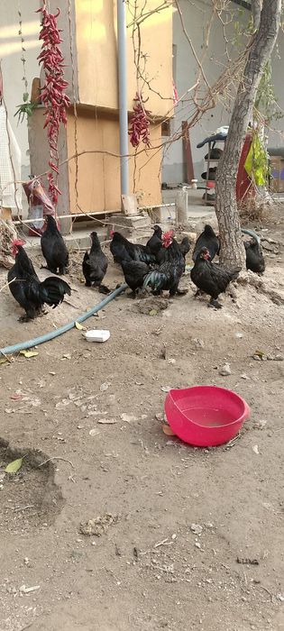 Япон кора милферлар сотилади