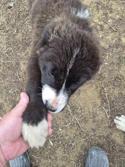 Щенок.Алабая.2 месяца.