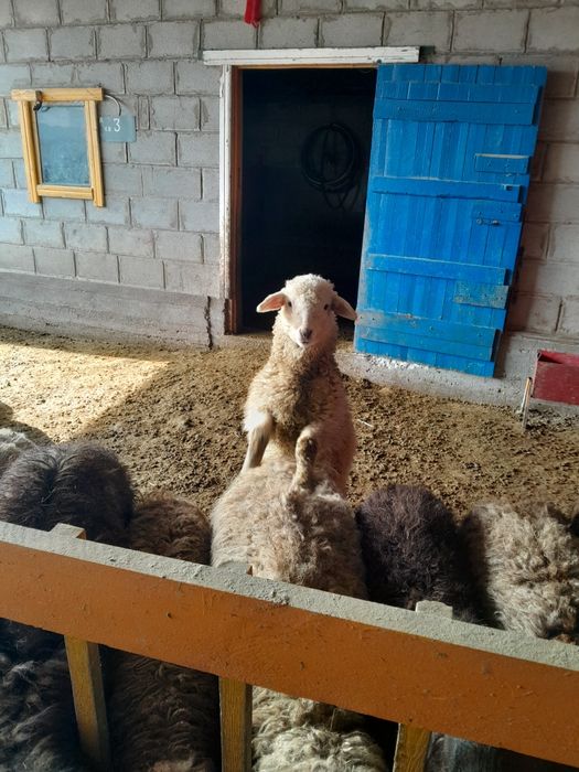 Откормленые кошкары