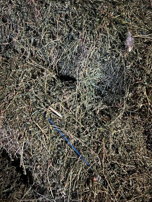 Balorti lucerna coasa 3