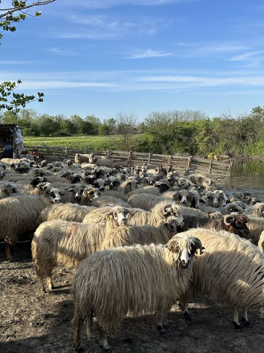 100 oi cu lapte turcane