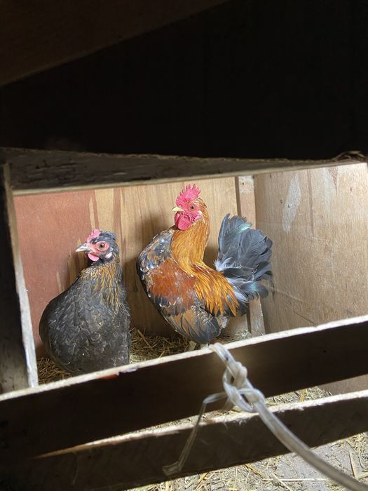 Китаец пара, петух бомба