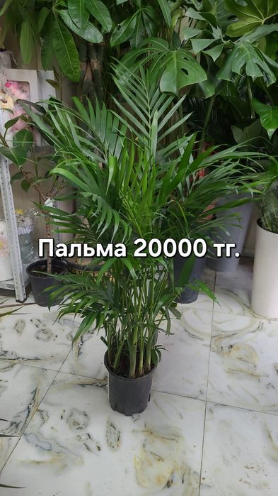 Комнатные цветы для дома и офиса