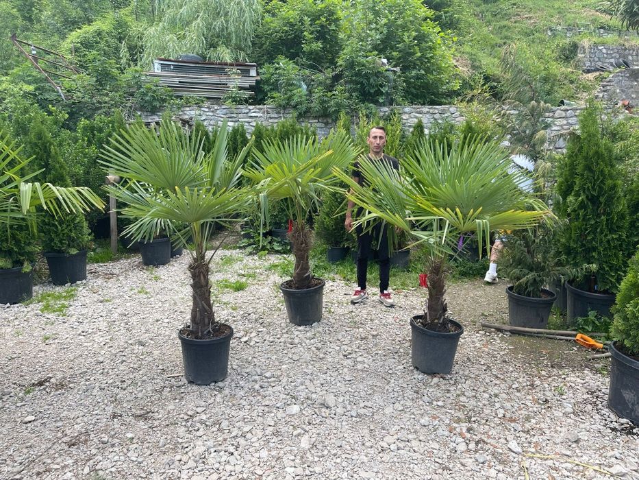 Palmierii rezistenți la îngheț toate dimensiunile