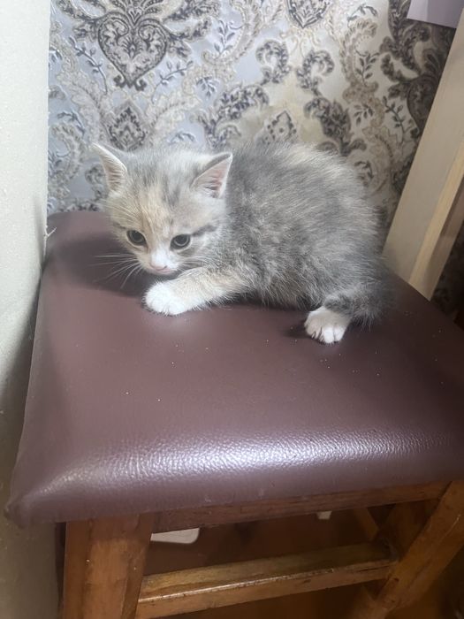 Отдам в добрые руки
