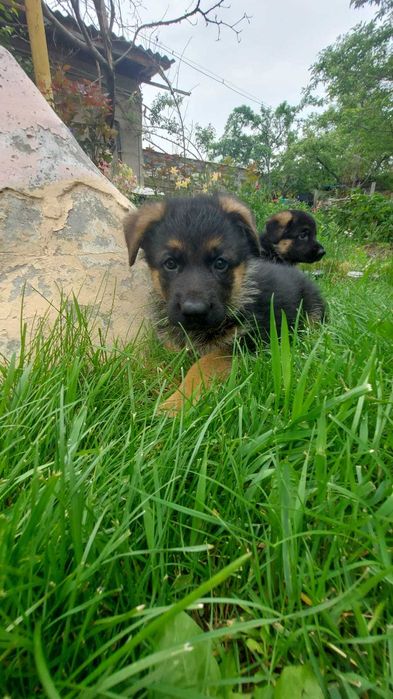 Щенки немецкой овчарки