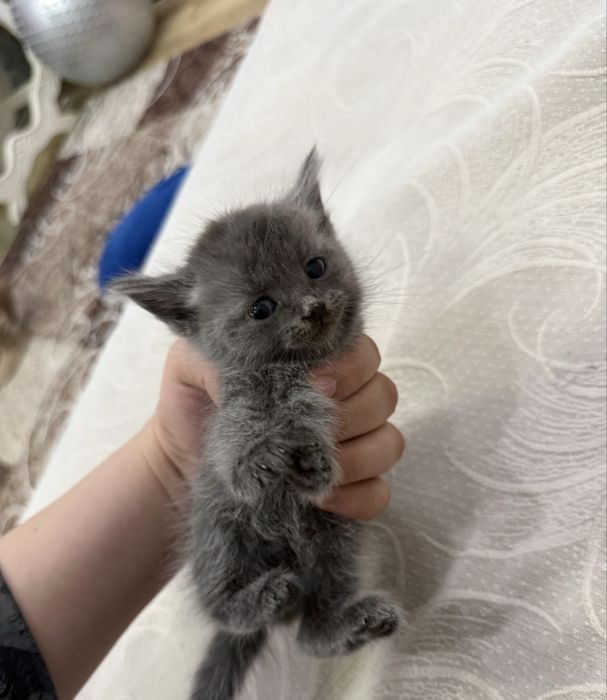 Котенок девочка